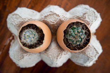 Yumurta kabuğunda kaktüs