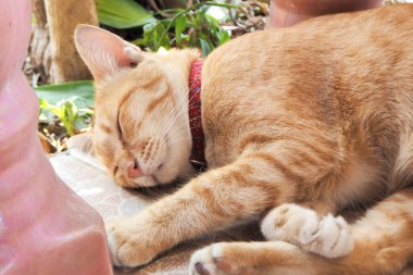 Turuncu kedi. Kırmızı yaka uyuyor.