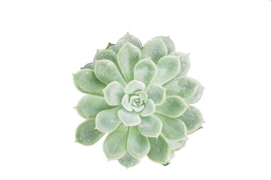 Kaktüsler ve küçük ağaçlar