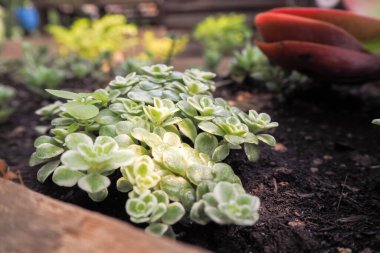 Kaktüsler ve küçük ağaçlar