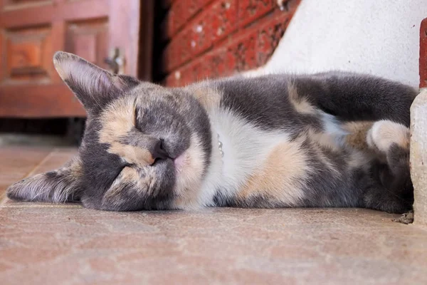 Graue Katze Schläft Und Wacht Mit Schwindel Auf — Stockfoto