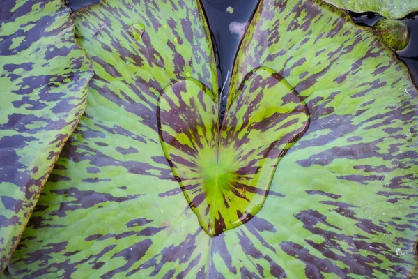 Hartvormig Water Een Lotusblad — Stockfoto