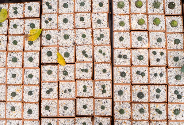 Растения Кактусов Выстроенные Ряд — стоковое фото