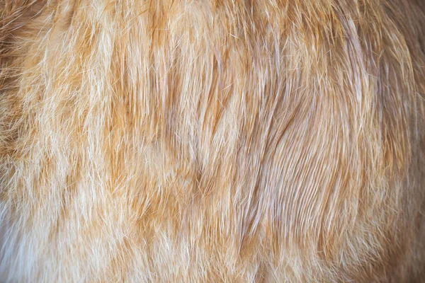 Uno Sfondo Pelliccia Gatto Arancione — Foto Stock