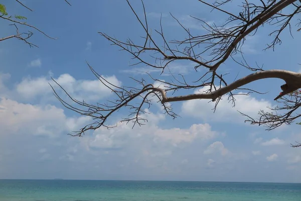 Ett Träd Stranden Och Himlen — Stockfoto