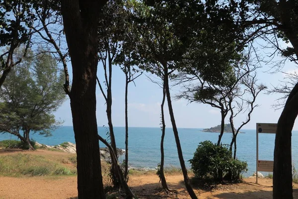 Ein Baum Und Das Meer — Stockfoto