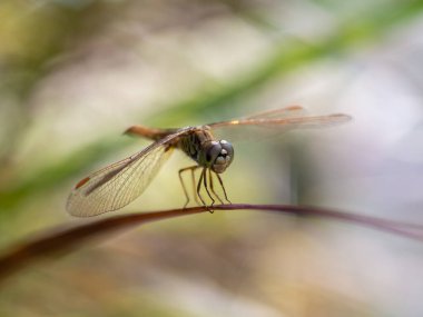 Yapraklarda yusufçuklar var