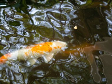 Koi balığı ve su dalgaları