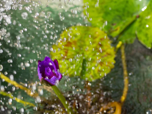 Purple Flowers Water Drops — Stock Photo, Image