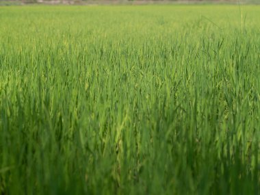 Tek sarı beyaz çimen çiçeği