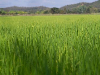 Tek sarı beyaz çimen çiçeği