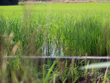 Tek sarı beyaz çimen çiçeği