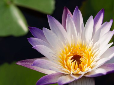 Lotus ve nilüfer yaprakları su havzasında.