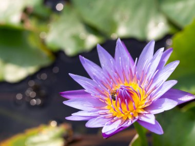 Lotus ve nilüfer yaprakları su havzasında.