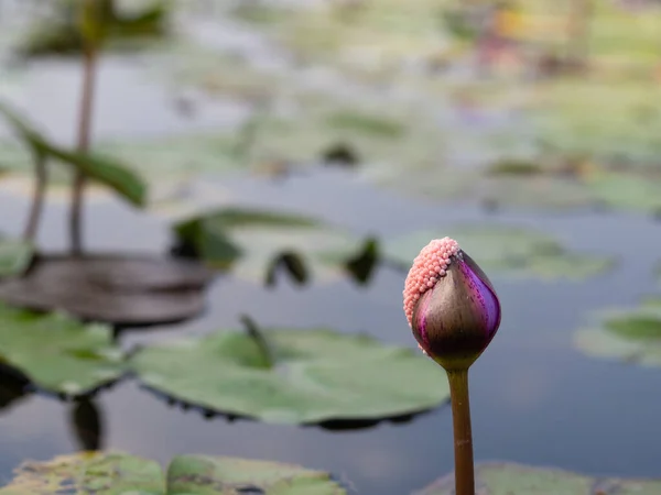 Slakkeneieren Die Zich Vastklampen Aan Lotusbloemen — Stockfoto