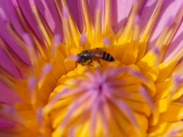 Abeja Con Polen Loto Amarillo —  Fotos de Stock