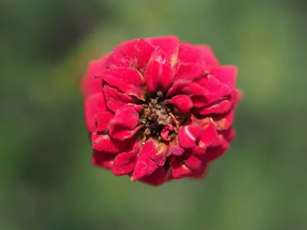 Flower Red Rose Pink Rose —  Fotos de Stock