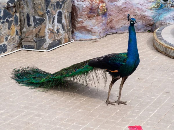 Peacock Nature Phetchabun Thailand — Fotografia de Stock