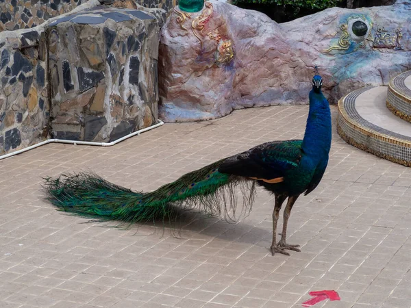Peacock Nature Phetchabun Thailand — Stockfoto