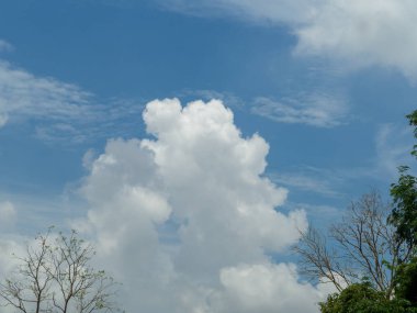 background is sky and tree