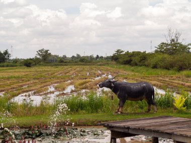 The background image is a rice field