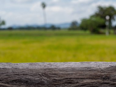 The background image is a rice field