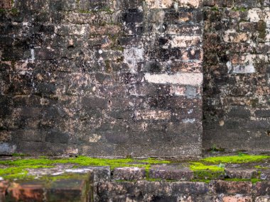 Moss and trees growing on old bricks
