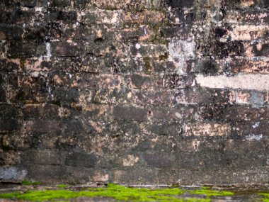 Moss and trees growing on old bricks