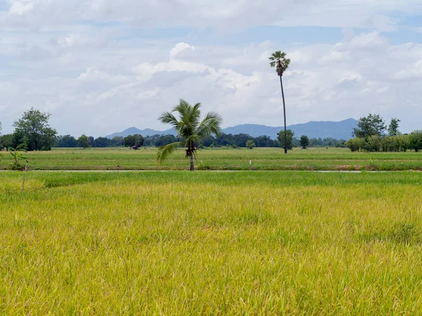 Background Image Rice Field — Stock Photo, Image