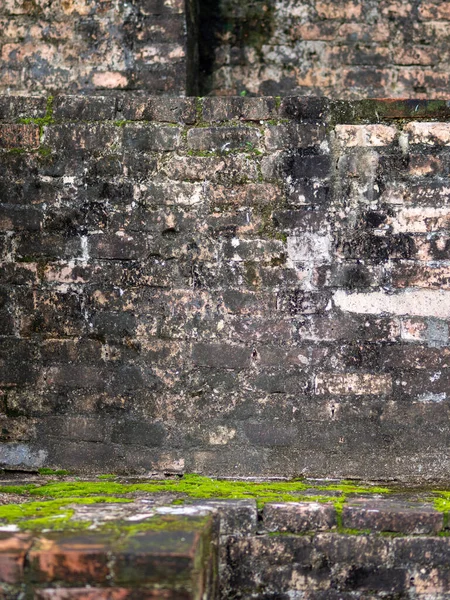 Moss and trees growing on old bricks