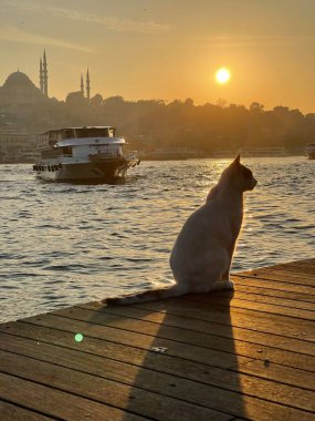    Kedi Sahili Altın Boynuzu 