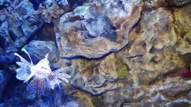 Balık Pterois mil. Projelerin için mükemmel.!