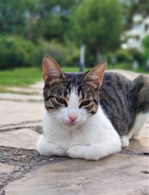 Parktaki kedi portresi