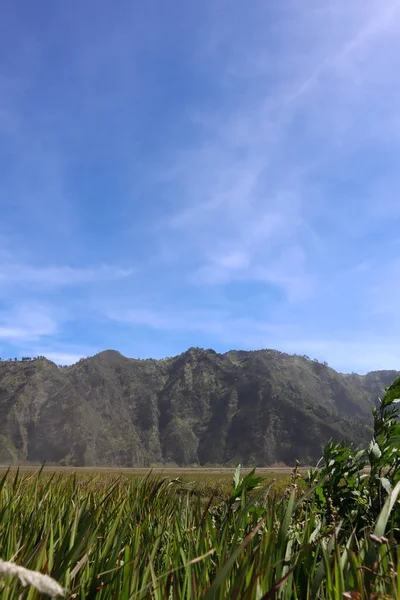 Quite Grass Sturdy Hills Bromo Day — Stock Photo, Image