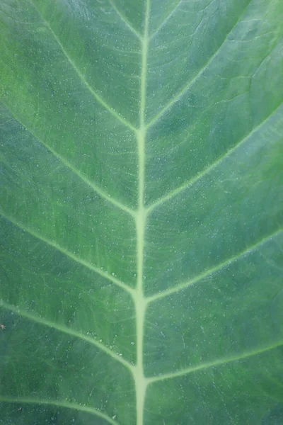 トップに液滴と葉面の驚くべき詳細 — ストック写真