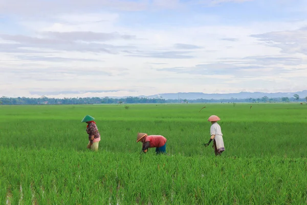 Best Poses Farmers Rice Fields Beautiful Morning — стокове фото