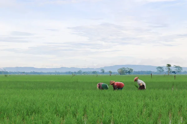 Agricultores Hacen Trabajo Duro Madrugada Con Hermoso Paisaje —  Fotos de Stock