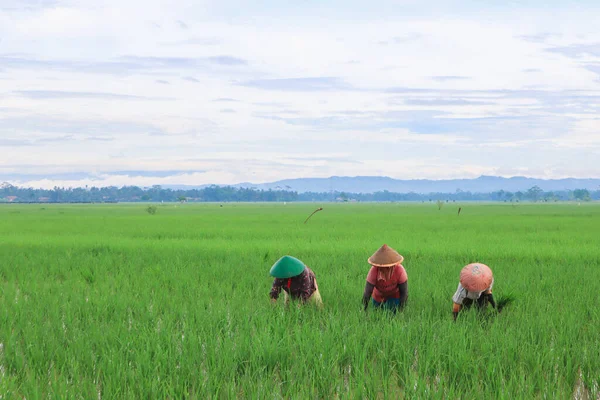 Three Farmers Planting Paddy Rice Fields Sunny Morning — стокове фото
