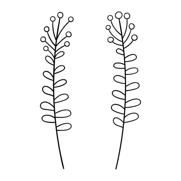 Branche avec des baies vecteur illustration botanique. forêt de Noël verdure clipart. — Image vectorielle