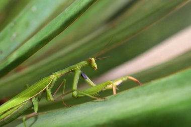 Avrupa Dua Eden Peygamberdevesi Yeşil Yaprakta Avlanıyor.