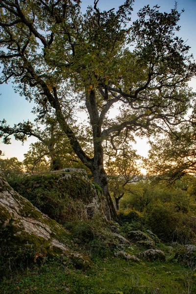 デッレ運命 パルコ モッティ オローリ Provincia Del Sud Sardegna — ストック写真