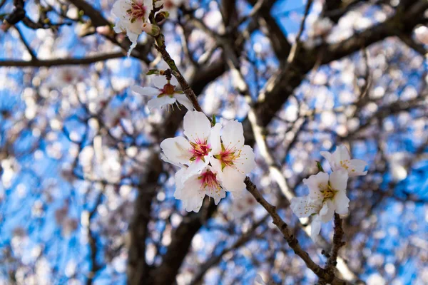 Fiori Ciliegio Burgos Provincia Sassari Sardegna — Zdjęcie stockowe