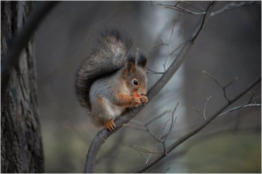 Parktaki bir dalda sincap.