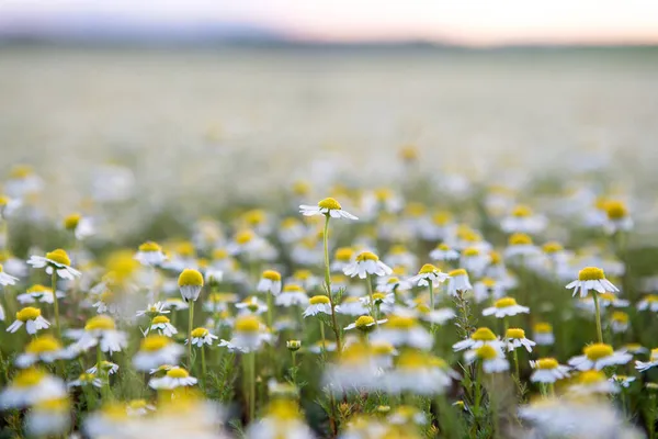 Renkli papatyaları olan alan 