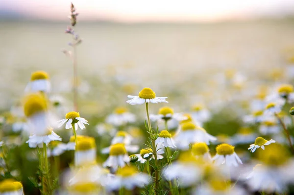 Renkli papatyaları olan alan 