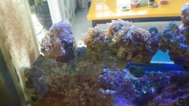 swaying grass, rocks with seaweed, and Small ornamental fish look beautiful