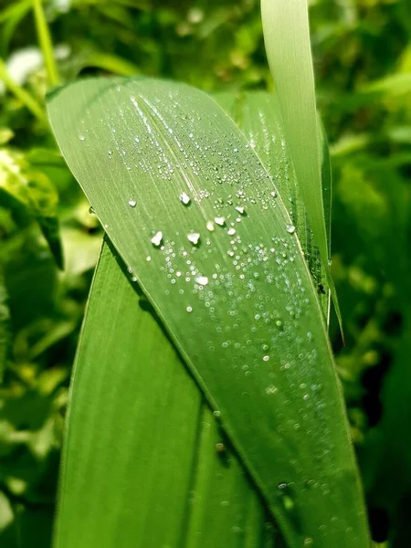 Dew Bubbles Fresh Green Leaves Morning Dew Great Web Background — стоковое фото