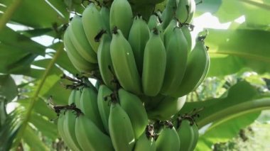 Muz çiftliği. Muz yetiştiren bir avuç yeşil. Organik gıda kavramı. Kocaman yeşil yapraklı muz ağaçları..