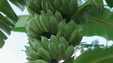 Muz çiftliği. Muz yetiştiren bir avuç yeşil. Organik gıda kavramı. Kocaman yeşil yapraklı muz ağaçları..