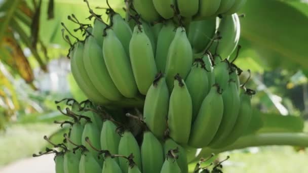 Plantación de plátano. Manojo de plátanos verdes en crecimiento. El concepto de comida orgánica. Plátanos con enormes hojas verdes. — Vídeos de Stock